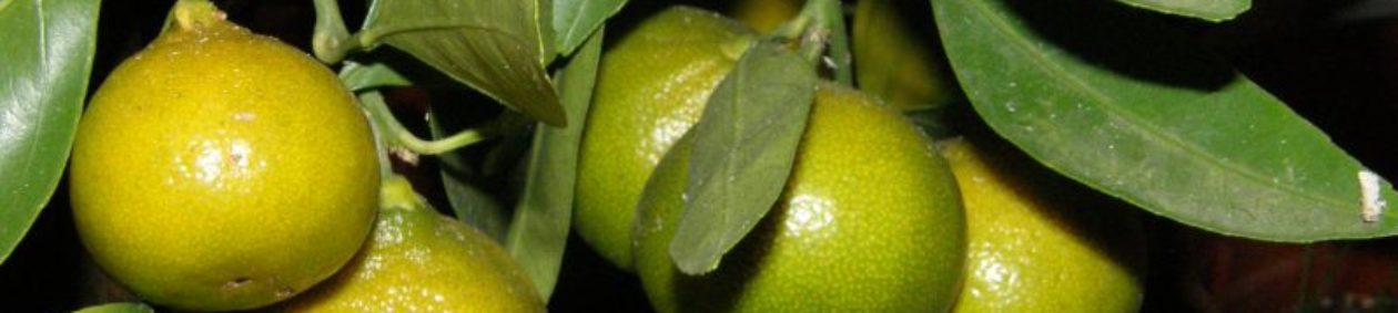 Citrusové rastliny