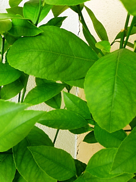 P1070546