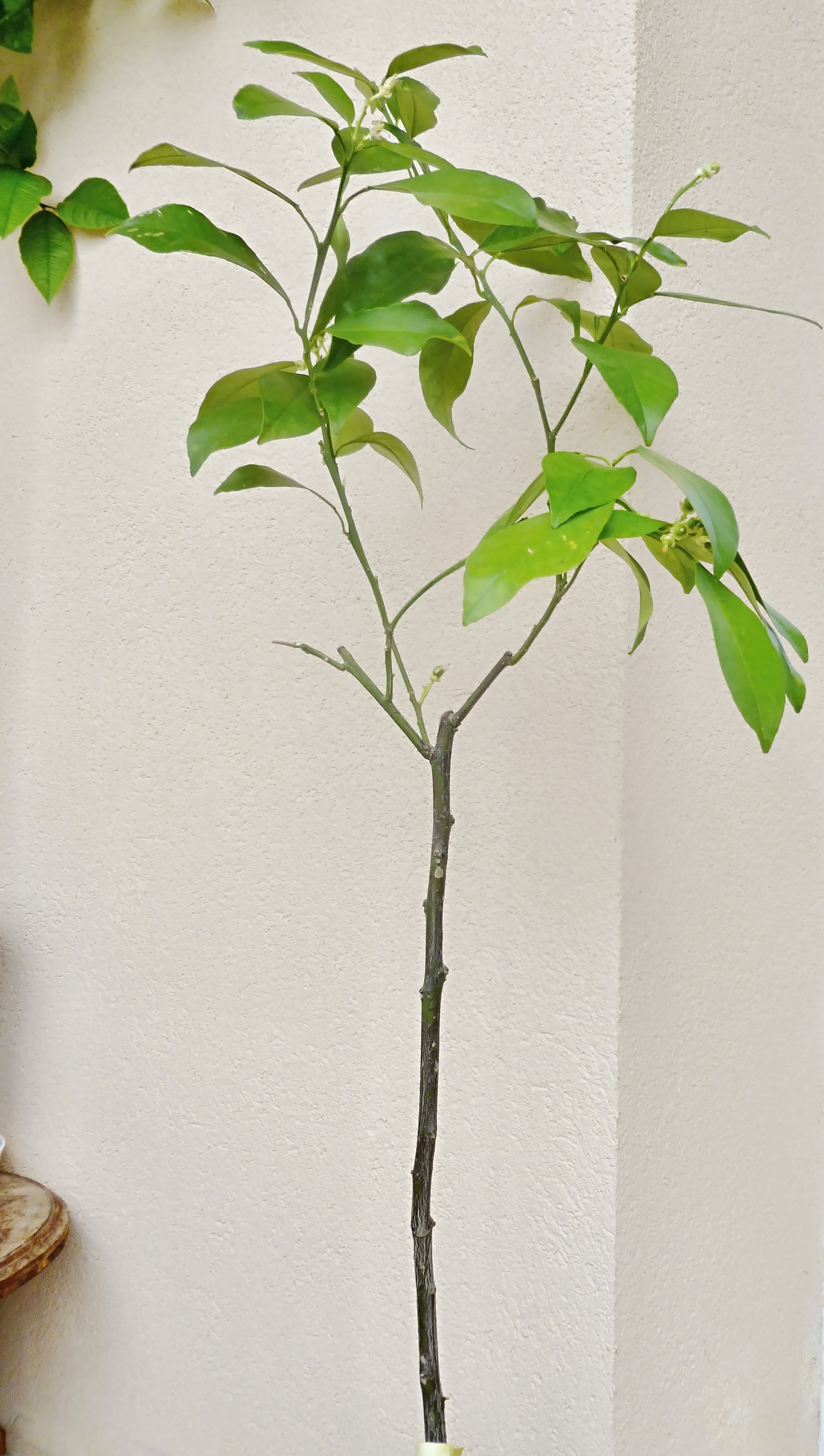 P1070554