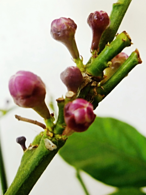 P1070575