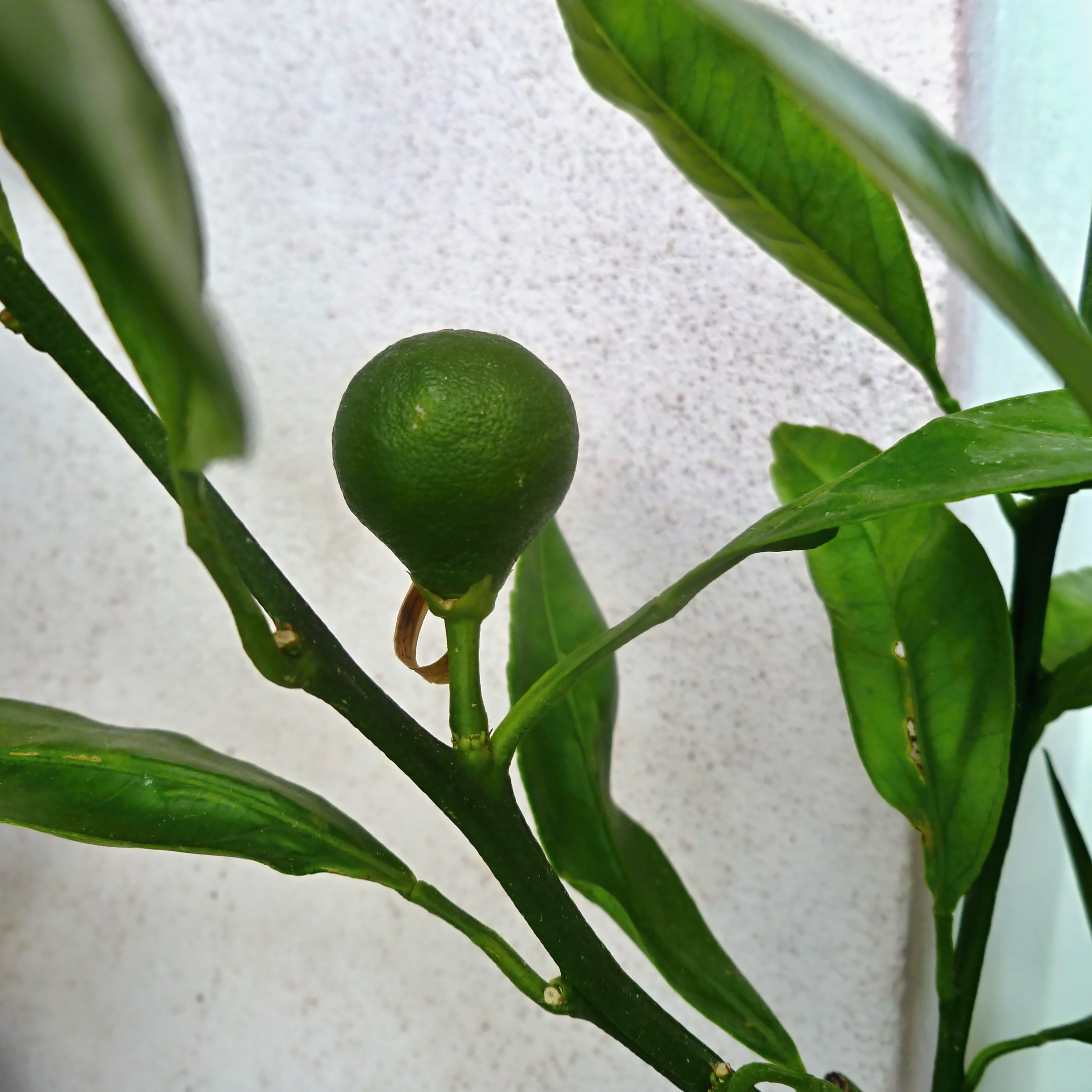 P1070587