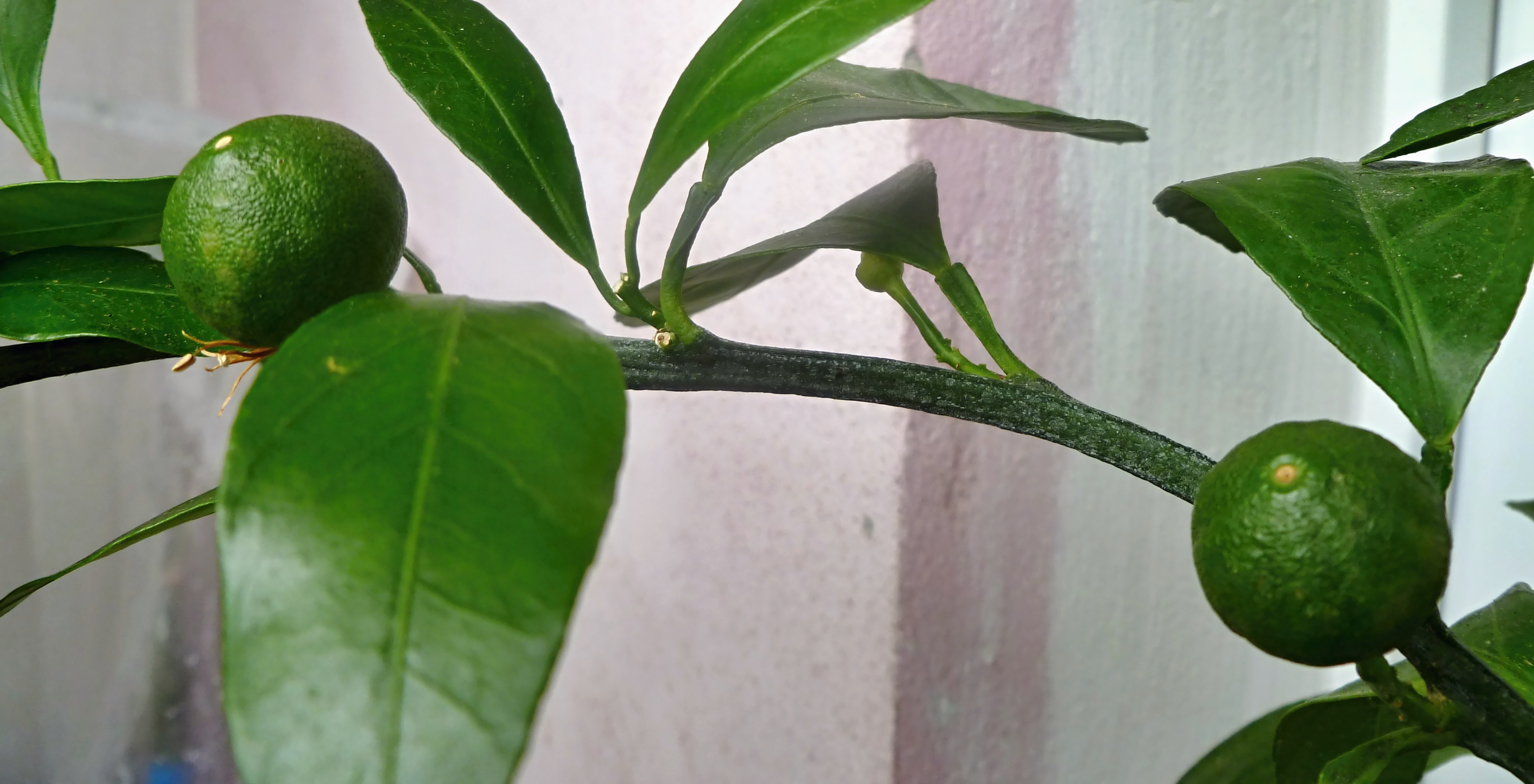P1070588