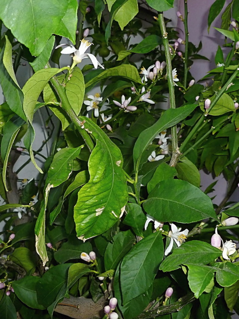 citrón limon Cerza