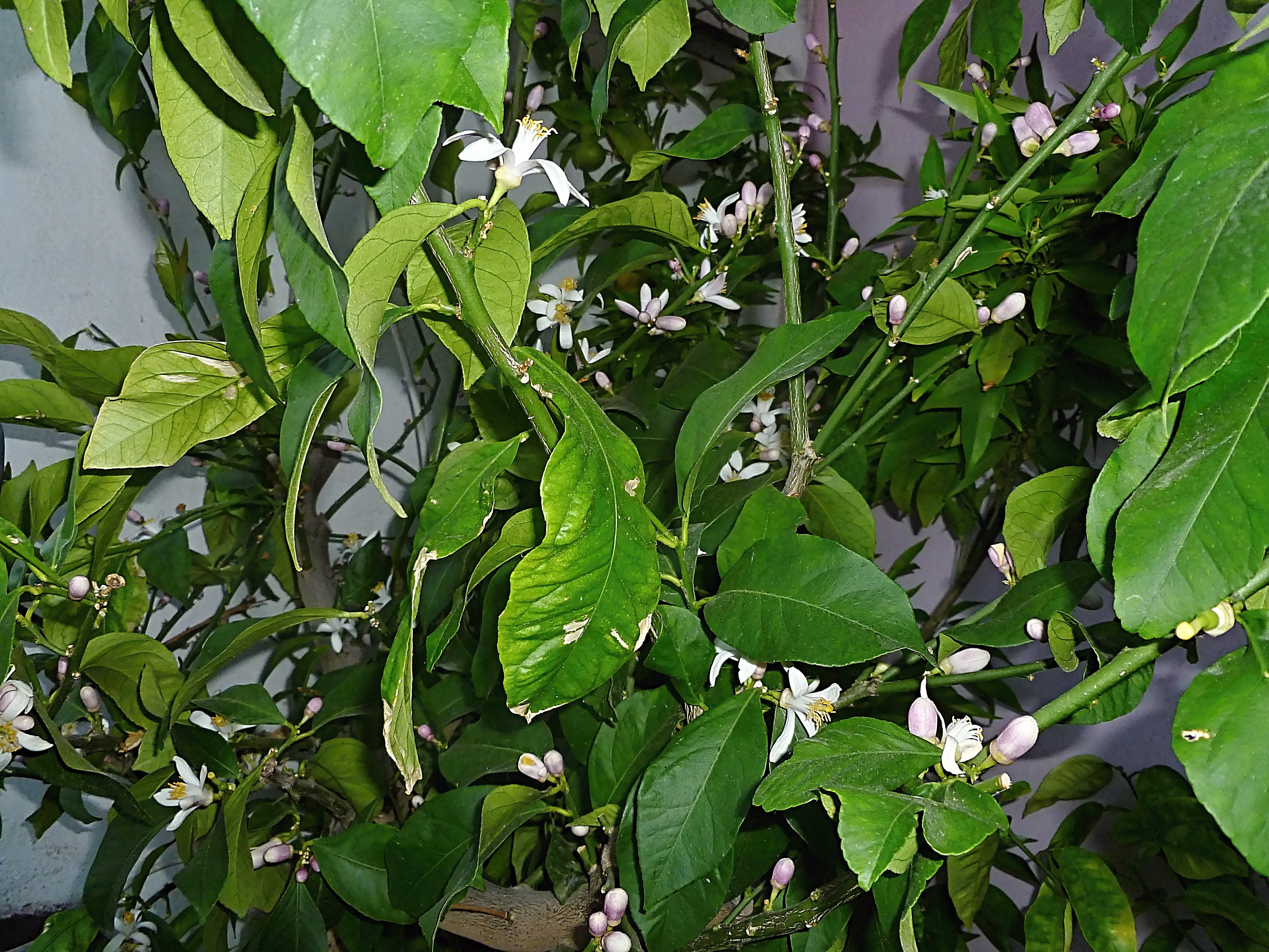 citrón limon Cerza