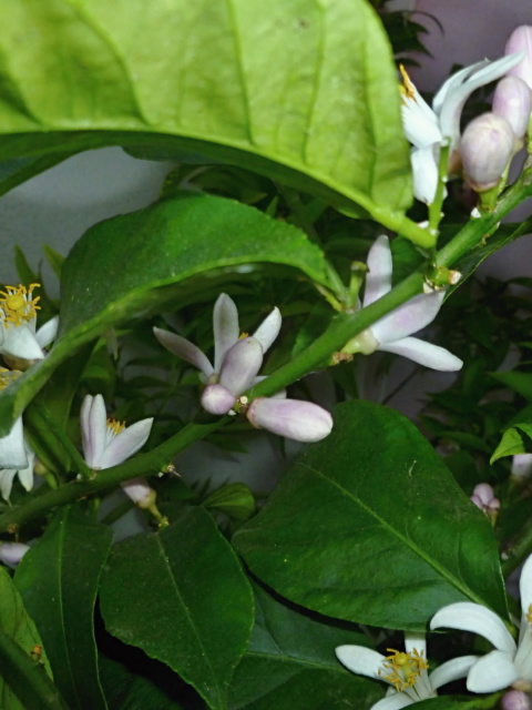 citrón limon Cerza