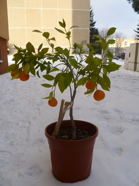 mandarina Kishumikan