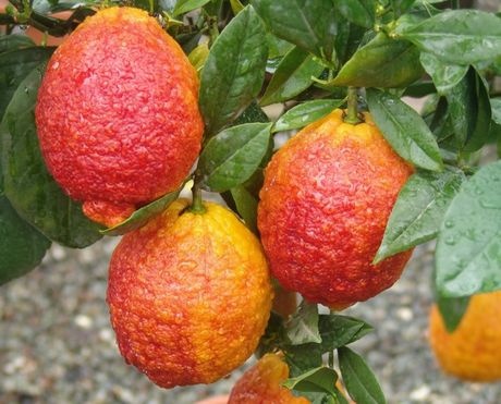 red limon